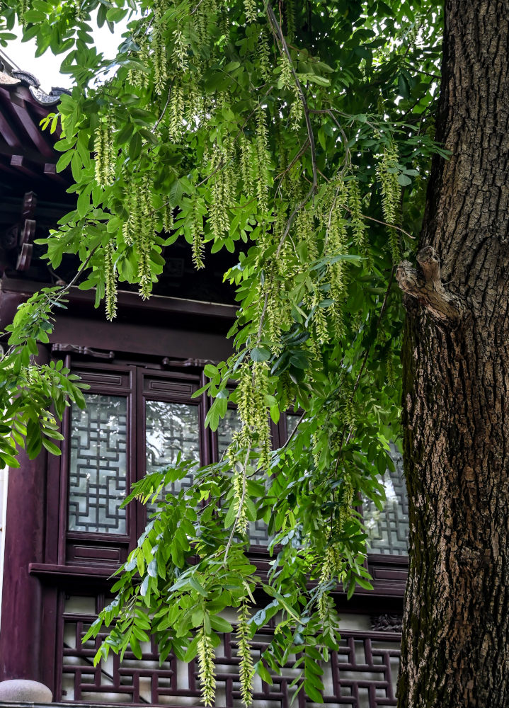 Image of Pterocarya stenoptera specimen.