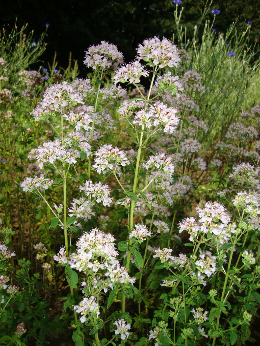 Изображение особи Origanum tyttanthum.