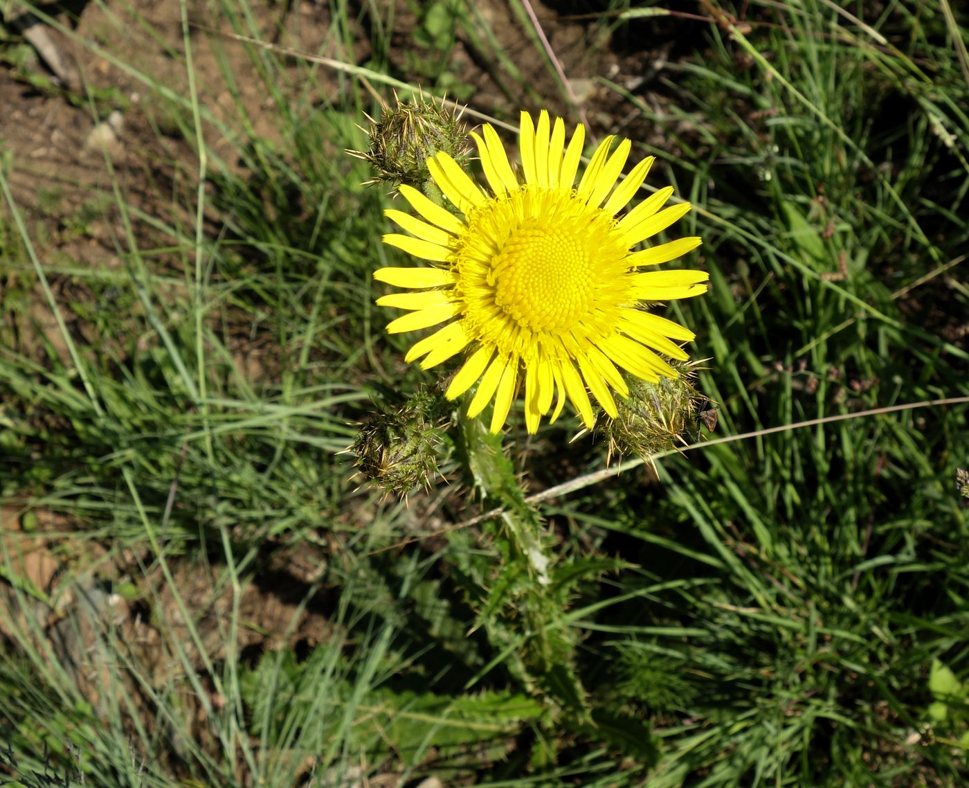 Изображение особи Berkheya radula.