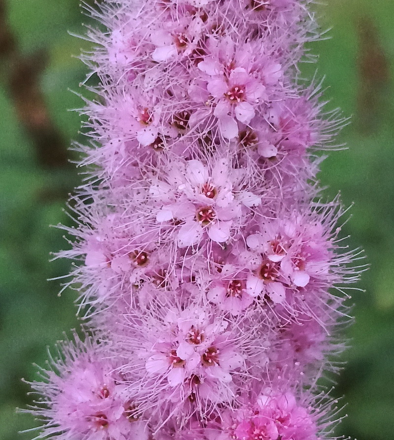 Изображение особи род Spiraea.