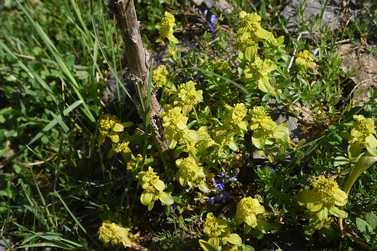 Изображение особи Cruciata taurica.