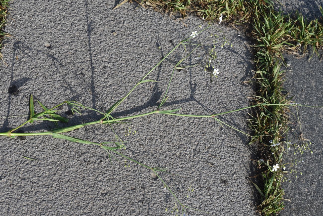 Изображение особи Gypsophila elegans.