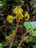 Ligularia dentata. Верхушка побега с соцветиями и бутонами. Китай, г. Шанхай, в культуре. 25.05.2025.
