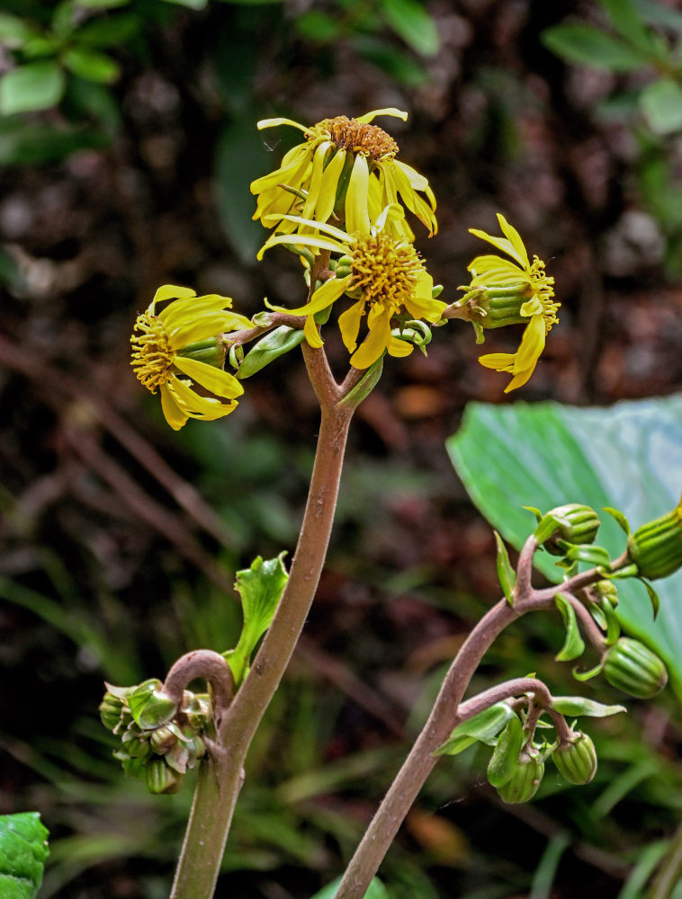 Изображение особи Ligularia dentata.