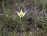 Tulipa biflora. Цветущее растение. Калмыкия, Яшкульский р-н, зап-к Чёрные земли; сухая степь. 01.04.2026.