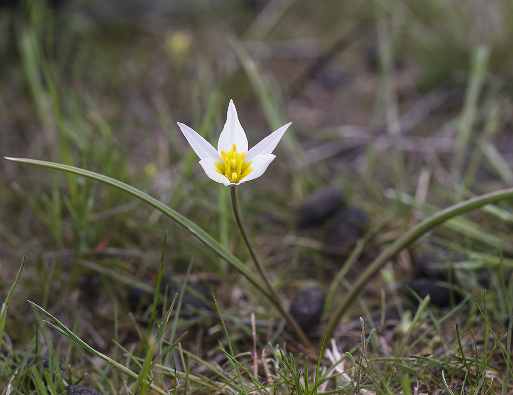 Image of Tulipa biflora specimen.