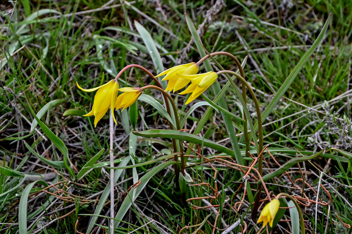 Image of Tulipa biebersteiniana specimen.
