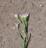 Erigeron orientalis. Верхушка цветущего растения. Кабардино-Балкария, Эльбрусский р-н, верховья долины р. Терскол, правосторонняя морена, окр. водопада Терскол, выс. 2700 м н.у.м. 29 июля 2018 г.