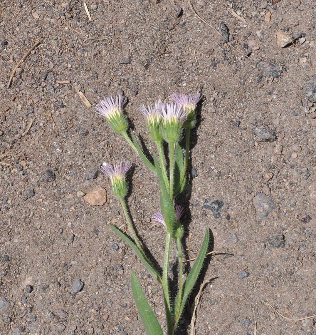Изображение особи Erigeron orientalis.