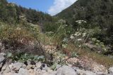 Heracleum ligusticifolium. Цветущие и плодоносящие растения. Крым, Севастополь, окр. с. Широкое, Чернореченский каньон, балка Ятлауз. 06.06.2026.