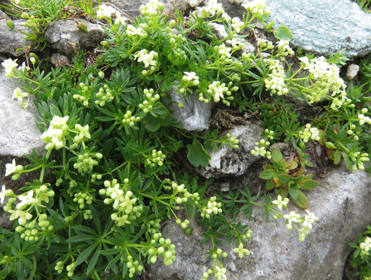 Изображение особи Galium anisophyllon.