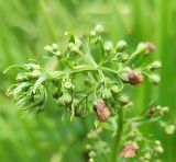 род Scrophularia. Верхушка цветущего растения. Тульская обл., Кимовский р-н, с. Монастырщино, берег р. Непрядва. 12.07.2026.