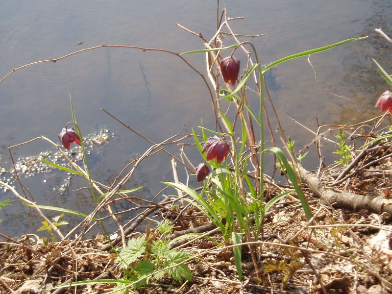 Изображение особи Fritillaria meleagris.