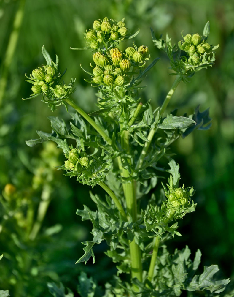 Изображение особи Senecio jacobaea.