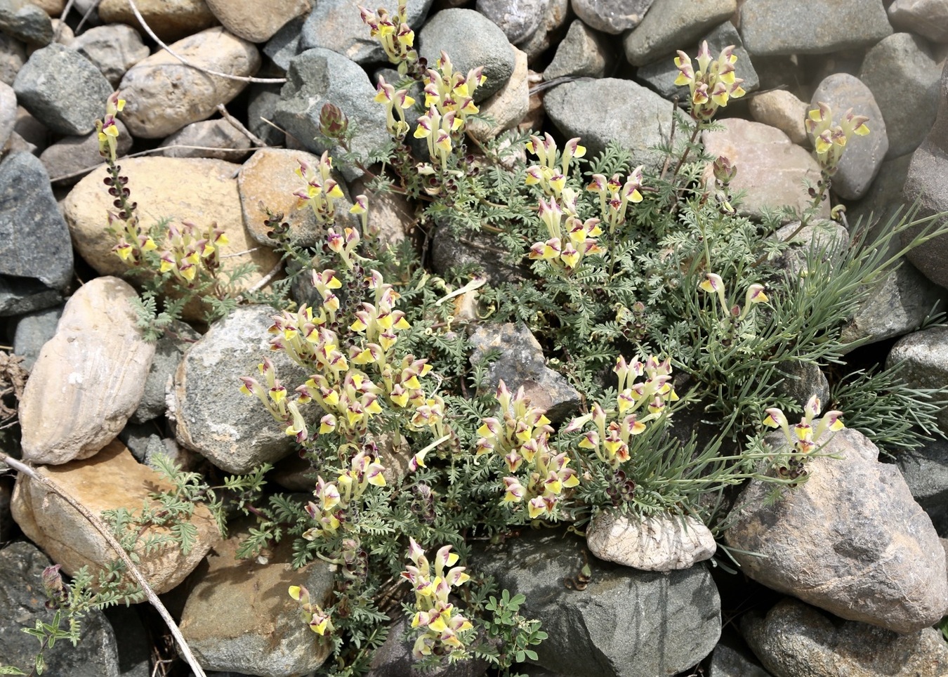Image of Scutellaria przewalskii specimen.