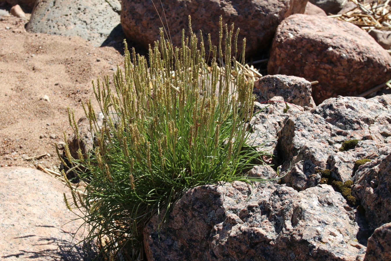 Изображение особи Plantago maritima.