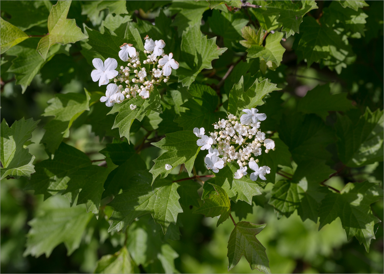 Image of Viburnum opulus specimen.
