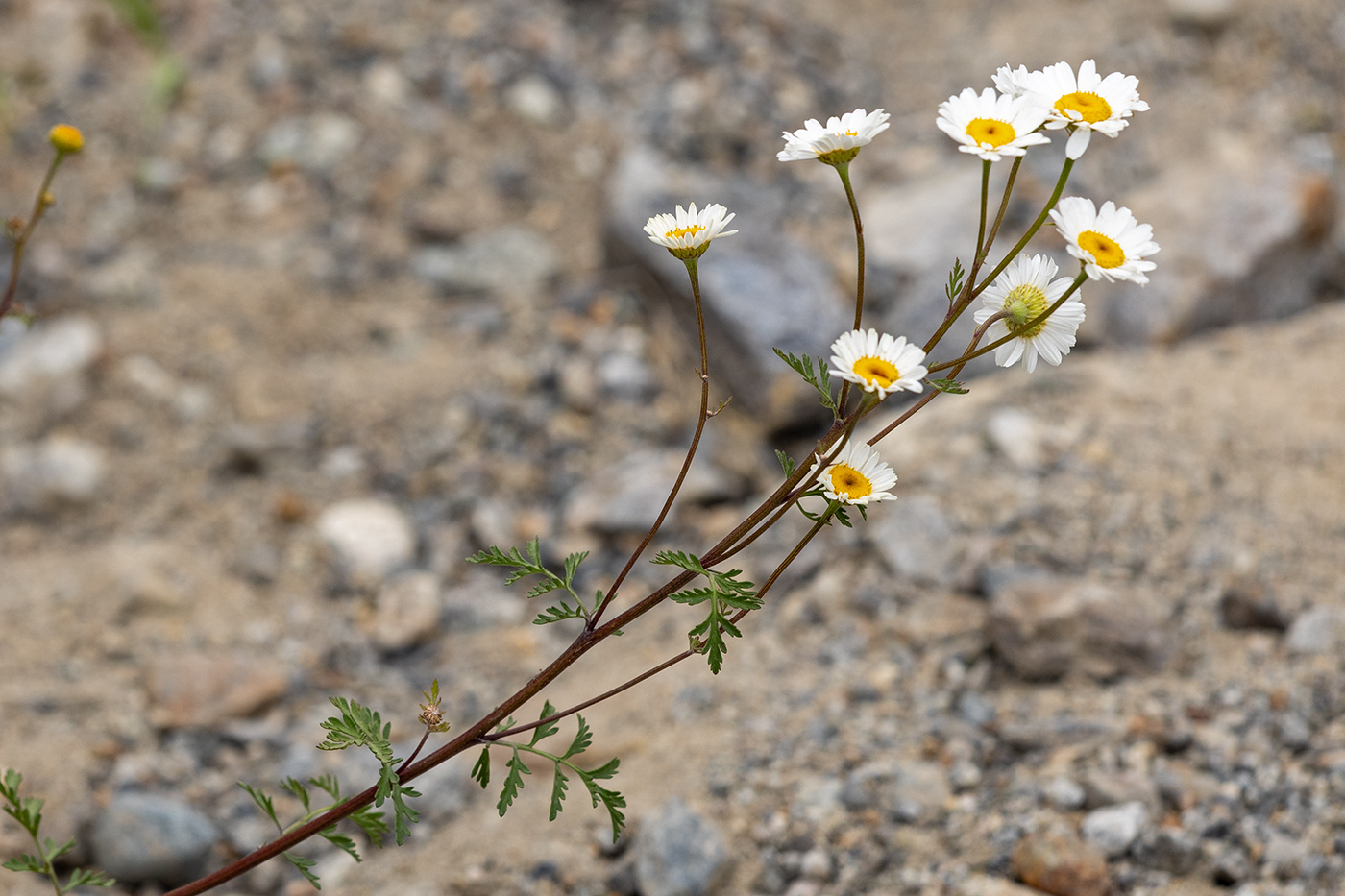Image of genus Anthemis specimen.