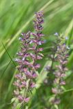 Dracocephalum thymiflorum