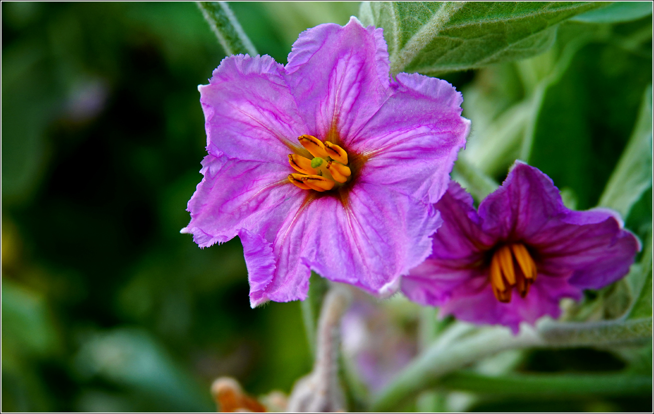 Изображение особи Solanum melongena.
