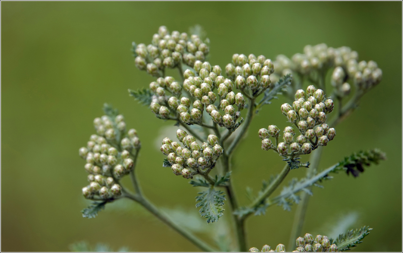 Изображение особи Achillea millefolium.