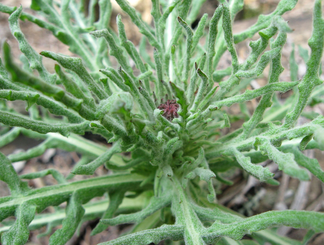 Image of Jurinea roegneri specimen.