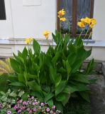 Смотреть изображение род Canna