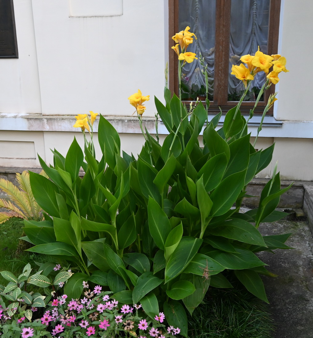 Изображение особи род Canna.