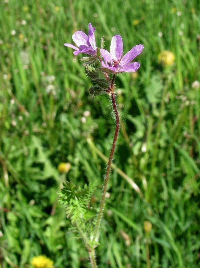 Изображение особи Erodium cicutarium.