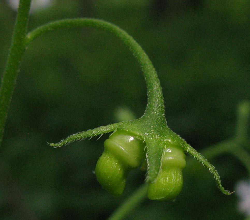 Image of Brunnera sibirica specimen.