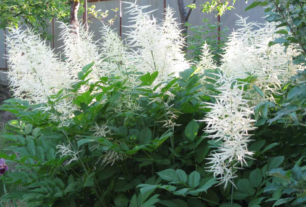 Изображение особи Aruncus dioicus.