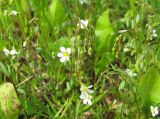 Linum catharticum. Соцветия. Ярославская обл., Мышкинский р-н, дер. Кокошилово, берег р. Ломиха. 08.06.2011.