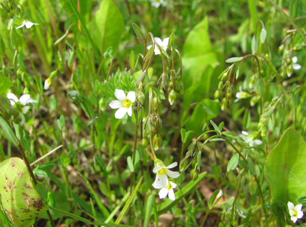 Изображение особи Linum catharticum.