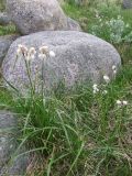 Eriophorum angustifolium