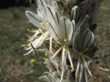 Asphodeline taurica. Часть соцветия. Крым, Севастополь, Балаклавский р-н, высоты Кая-Баш. 26 апреля 2009 г.