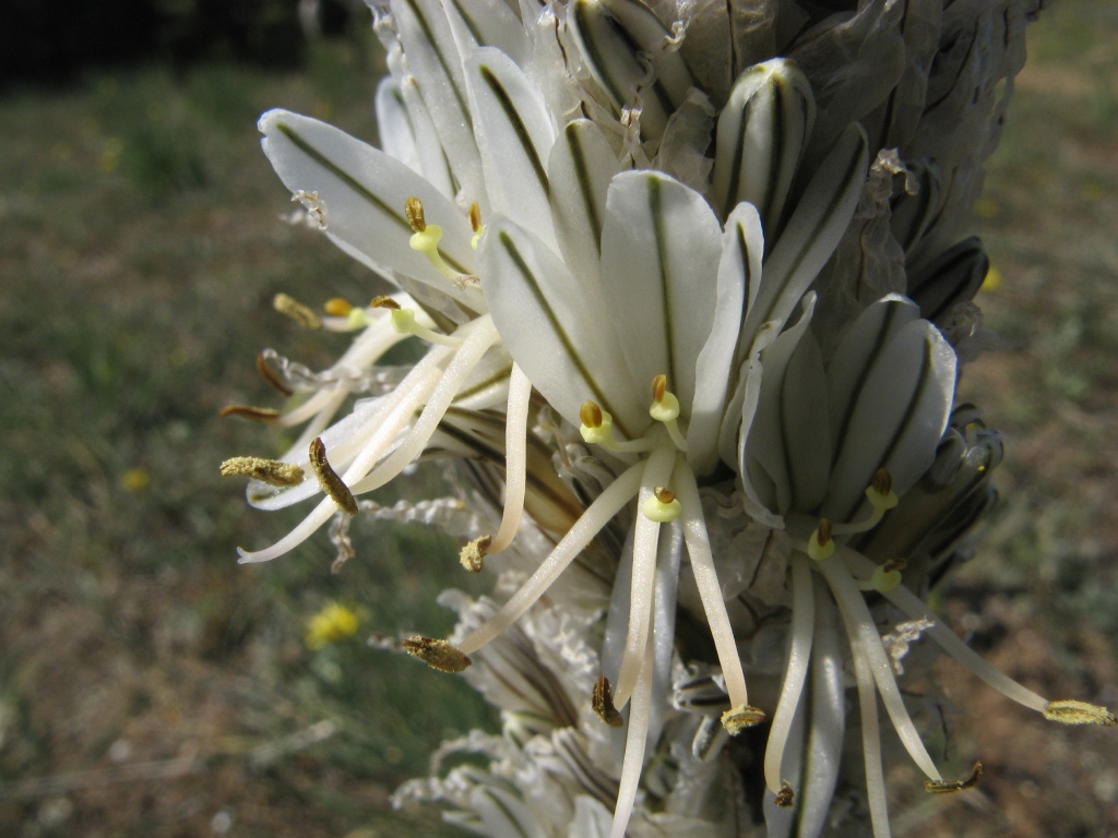 Image of Asphodeline taurica specimen.