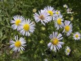 Symphyotrichum novi-belgii