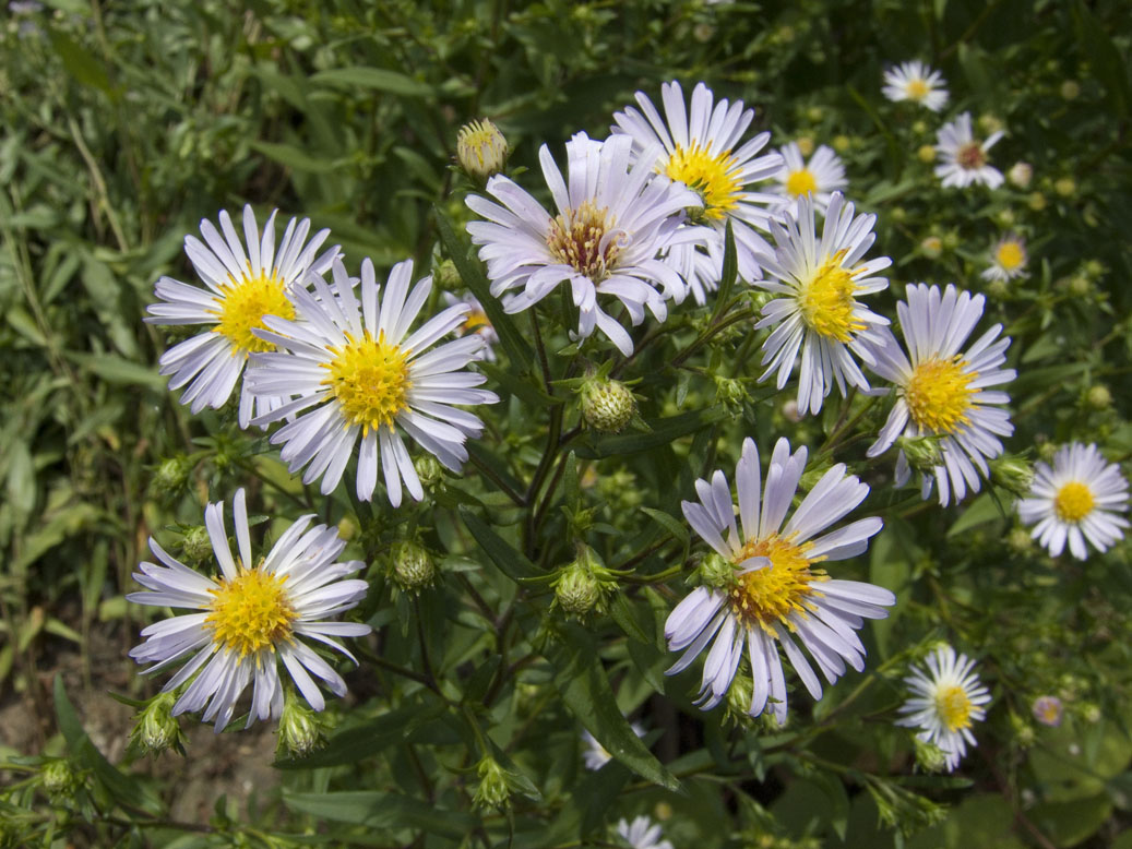 Изображение особи Symphyotrichum novi-belgii.