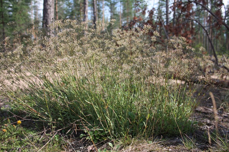 Image of Gypsophila fastigiata specimen.