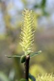 genus Salix