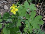 Chelidonium majus. Верхушка побега с цветками. Санкт-Петербург, начало мая.