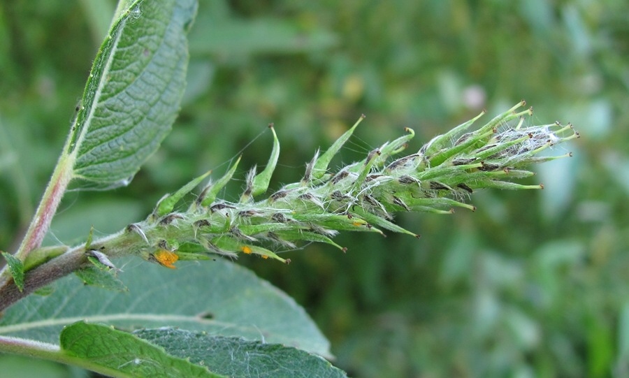 Image of Salix myrsinifolia specimen.