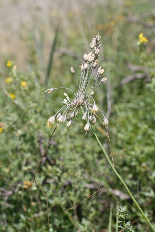 Image of Allium paczoskianum specimen.