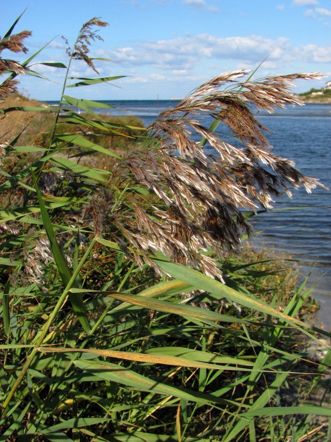 Image of Phragmites australis specimen.