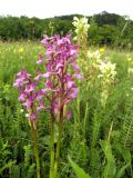 Anacamptis morio подвид caucasica. Верхушки побегов с соцветиями. Крым, Симферополь, Долгоруковская яйла. 26 июня 2011 г.