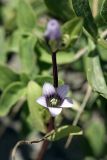 Gentianella turkestanorum
