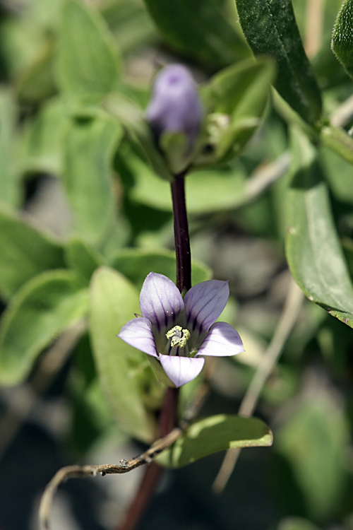 Image of Gentianella turkestanorum specimen.