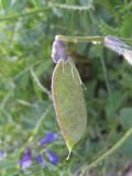 Vicia sosnowskyi