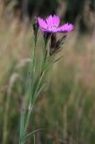 Dianthus fischeri. Верхушка цветущего растения. Москва, Кузьминский парк, под ЛЭП. 26.06.2011.