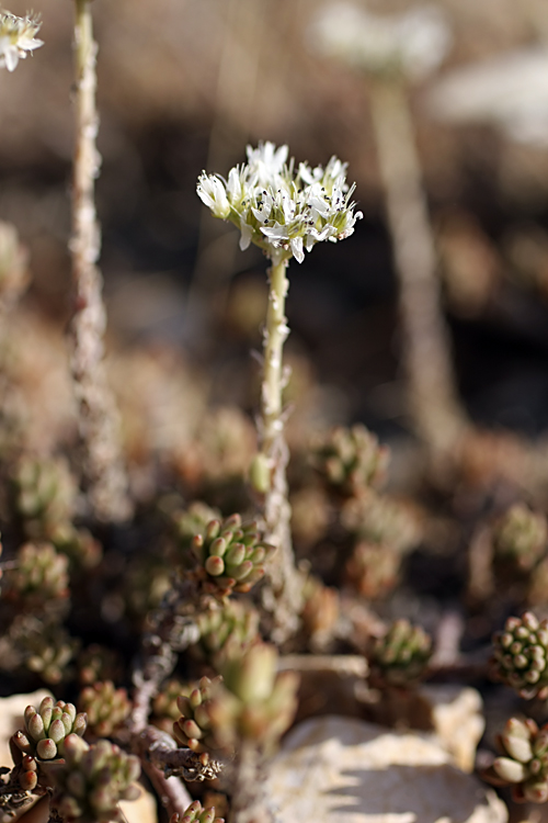 Image of Sedum alberti specimen.